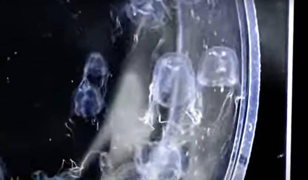 24 gözü var, şeffaf ve renksiz gövdeli! Bilim insanları bile şaşkın, ne kadar tehlikeli olduğu bilinmiyor 5